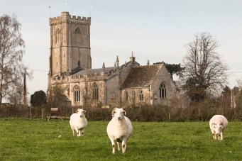 Sheep vogue it up in front of St Leonards church